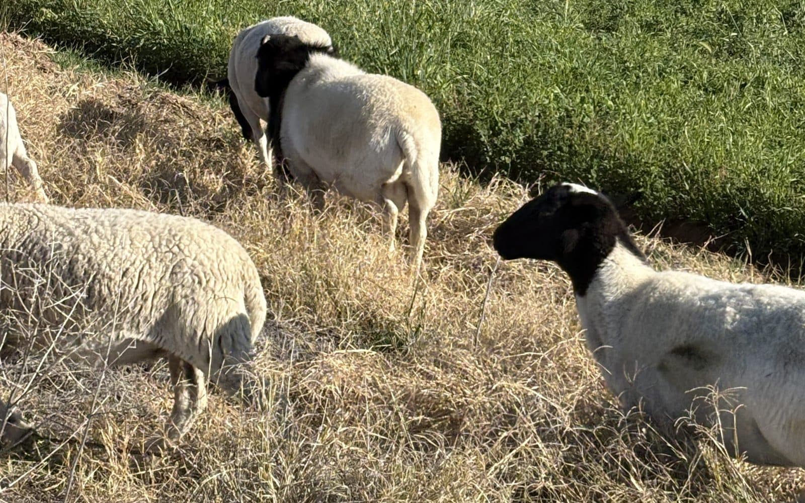 Our Dorper flock grazing on green pasture