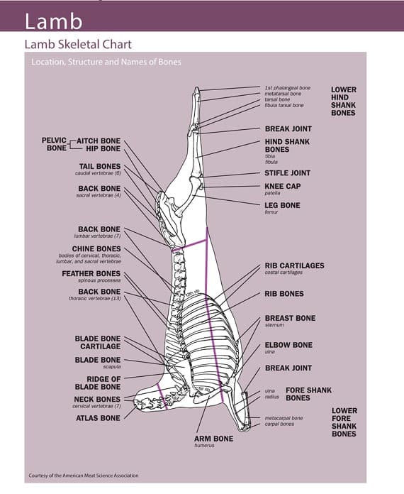 Lamb skeletal chart — location, structure, and names of bones